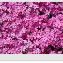 쇠꼴마을 이미지