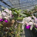 Cattleya walkeriana flamea 'myoukou ' 워크리아나 플라메아 '묘코우' 이미지