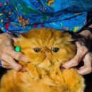 pet13나1534 이미지