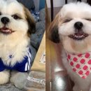 멍멍이 미용실 이미지