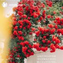 영호 | 3) 예쁜 우리를 남기고 싶어, 스냅 영호고고 계약 후기