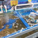 팔공수산 | [대구] 매천수산시장 팔공SF 홍게 내돈내산 솔직 후기 | 회 가격, 시세