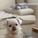 해피그래스 이미지