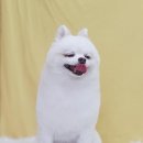 부티크멍 애견미용실 이미지