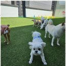 도기야드 이미지