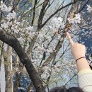 2일 여행 일정 코스 추천, 경비 정리 (부산 시티투어버스, 해성막창, 새바다도매횟집, 금수복국, 빈티지샵)