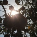 홍계마을 이미지