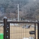 용인애견카페 와그와그컴퍼니 내돈내산 후기