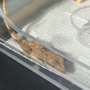 고잔농장 | 파충류샵 수염농장 후기 크레 도마뱀 키우기