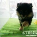 왕왕애견샵 이미지