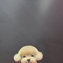 소망애견미용실 이미지