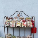 연화농장 이미지