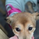 이태리 샤브칼국수 | 세종시 맛집 한식｜강아지랑 또 다녀온 이태리샤브칼국수 후기 애견동반 가능 룸 예약