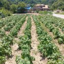 오륜농장 이미지