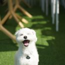 헬로몽 이미지
