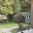 마로니에 하우스 | 🌳고양 덕양구 감성 숙소 추천 | 마로니에 나무 있는 힐링 에어비앤비 후기 (반려동물 동반, 주차 가능)