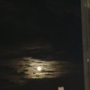 퍼피포피 이미지