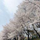 (주)오네스토 펫 푸드 | 2026 양재천 벚꽃축제 (4/3 기준 만개🌸) 행사일정·공간·먹거리 총정리 직접 다녀온 후기