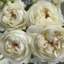 플러피(fluffy) 이미지