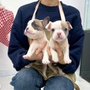 강아지분양 마이댕냥 일산점 이미지