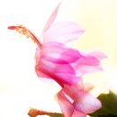 자주가든 이미지