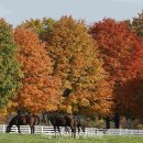 나무와 숲 이미지