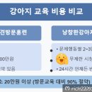 낭창한 강아지 이미지