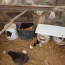 자연부화장 이미지