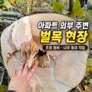 무성조경 | 아파트 외부 주변 벌목 및 조경 정리 작업 후기