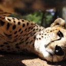 Gulf cheetah panic spotlights illegal animal trade 이미지