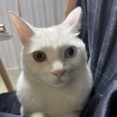 묘연고양이병원 | 고양이와 함께한 인연 묘연고양이 병원을 다녀와서