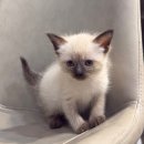 집사의 하루 대구점 이미지