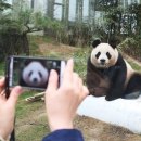 판다 이미지