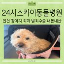 동아엑스레이(X-RAY)메디컬 | [리뷰] 열두살 강아지🐶 인천 강아지 치과 내돈내산 진료 및 발치 수술 후기