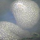 4대강 녹조라떼와 이명박벌레 이미지