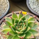 샐리가든 이미지