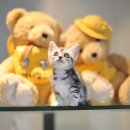 애니멀즈동물병원 이미지