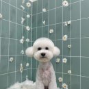 무거동 봄이네 이미지