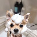 조이댕댕 이미지