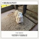 사천농장 | 대관령아기동물농장 강릉 아이랑 가볼만한곳 동물먹이주기체험 비오는날도 가능