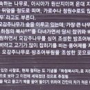 한내 모감주숲 티스토리