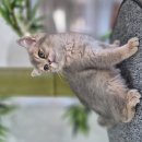 오즈캣 DMC점 네이버블로그