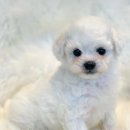 수원강아지분양 드림독 안심분양센터 수원점 이미지