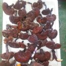 자연산영지버섯 이미지