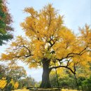 말하는은행나무 이미지