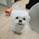 허니도그 | (내돈내산) 다이소 강아지 간식 추천, 노브랜드 강아지 간식, 다이소 강아지 우비 후기