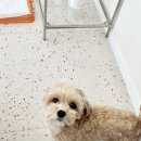 마릴린펫 이미지