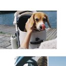 펫크루즈 이미지