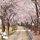 재동2 | 삼척 재동유원지 강원도 벚꽃 만개 산책길 주차장 포토존