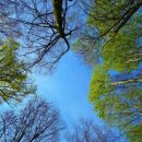 편백자연휴양림 이미지